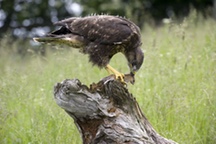 Bussard mit Beute