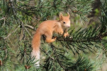 Eichhörnchen Nachwuchs auf dem Baum