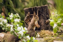 Eichhörnchen im Wald