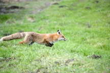 Fuchs auf der Jagd