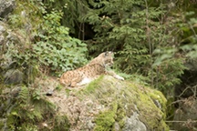 Luchs