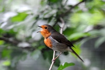 Rotkehlchen